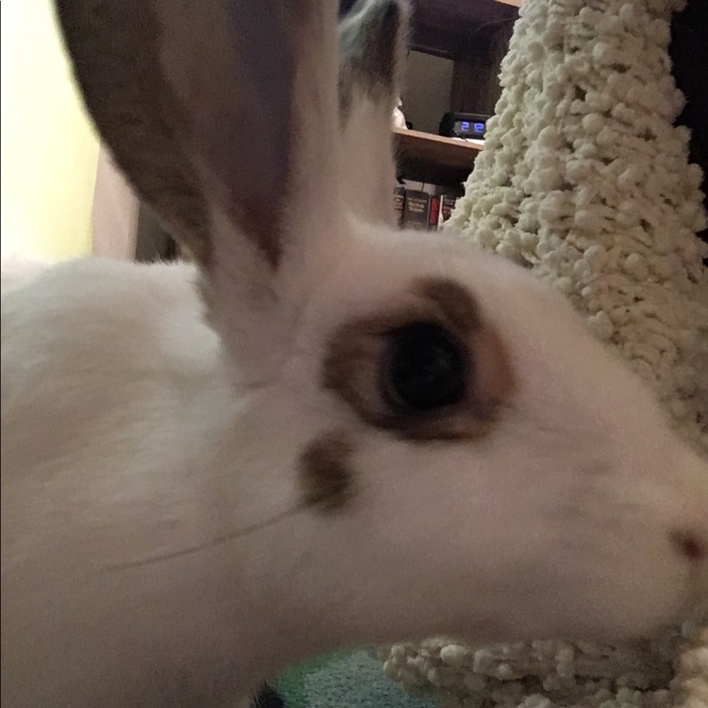 Meet your Posher, Dana